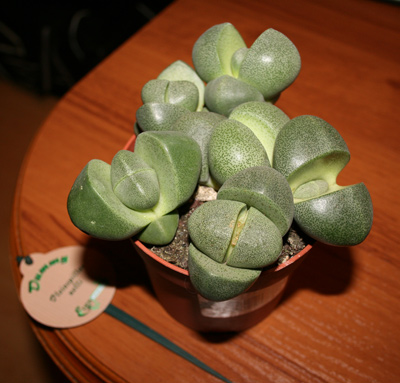 Litopas